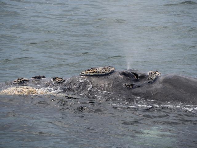 JP_BettysBay-115