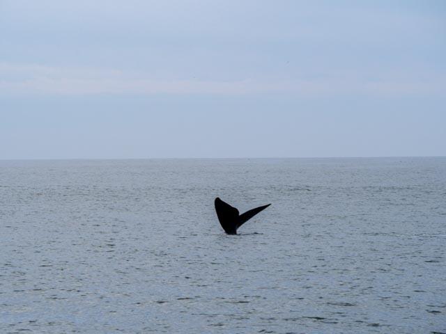 JP_BettysBay-58