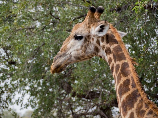 JP_Kruger_Malelane-204