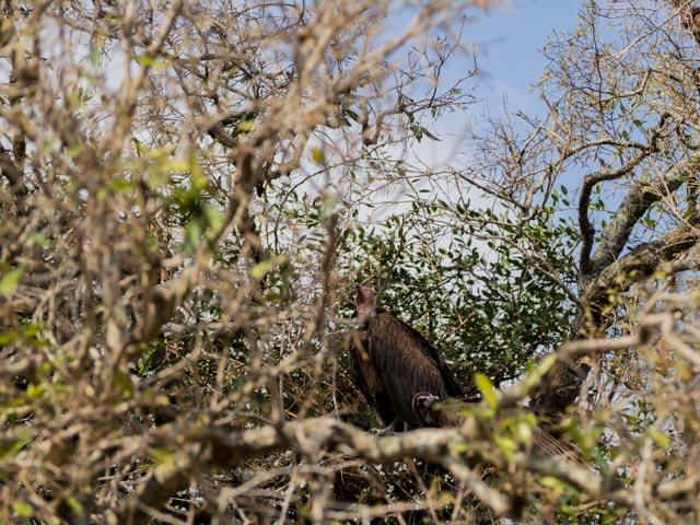 JP_Kruger_Malelane-236