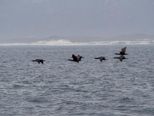 PP_BettysBay-141