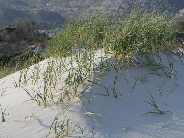 PP_BettysBay-350