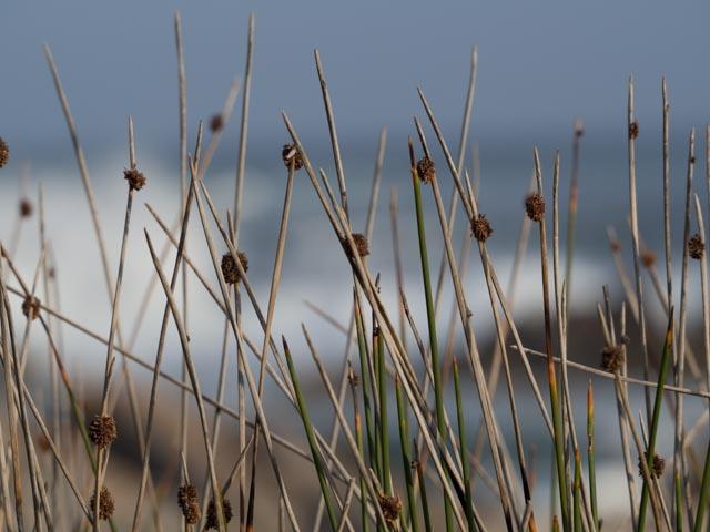 PP_BettysBay-368