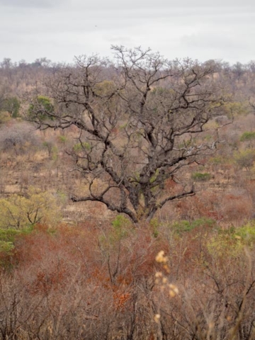 PP_Krueger-10