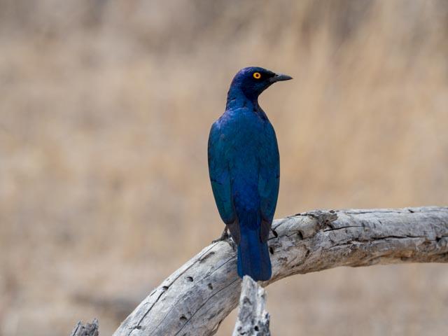 PP_Kruger_Malelane-112
