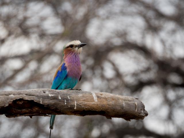 PP_Kruger_Malelane-160