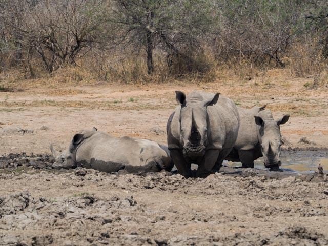 PP_Kruger_Malelane-188