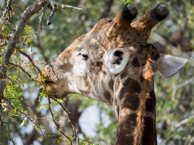 PP_Kruger_Malelane-252