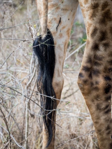 PP_Kruger_Malelane-256