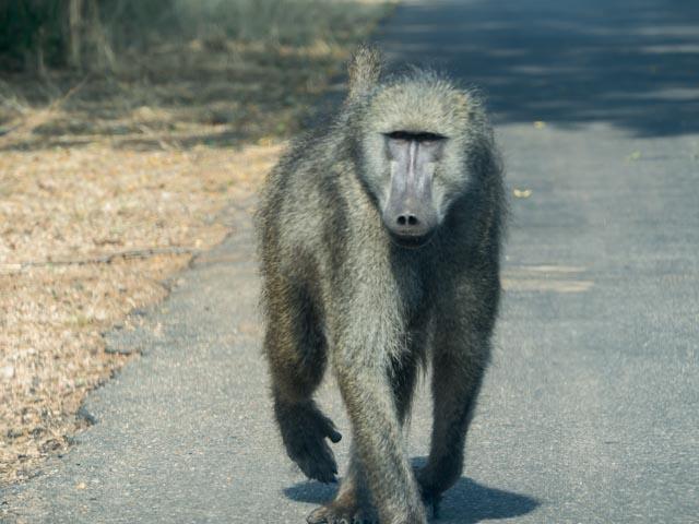 PP_Kruger_Malelane-269