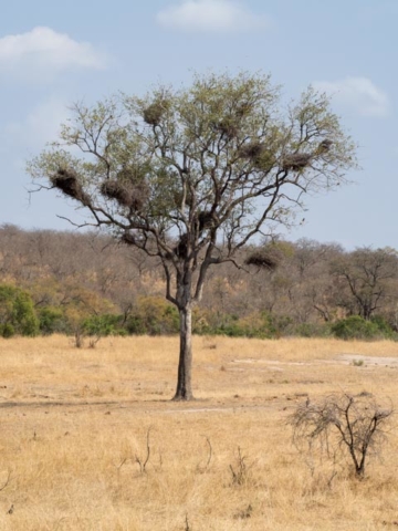 PP_Kruger_Malelane-81